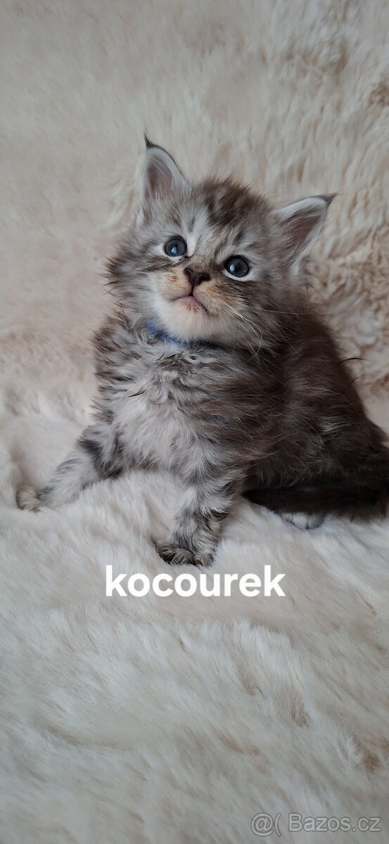 Mainská mývalí bez PP - 4