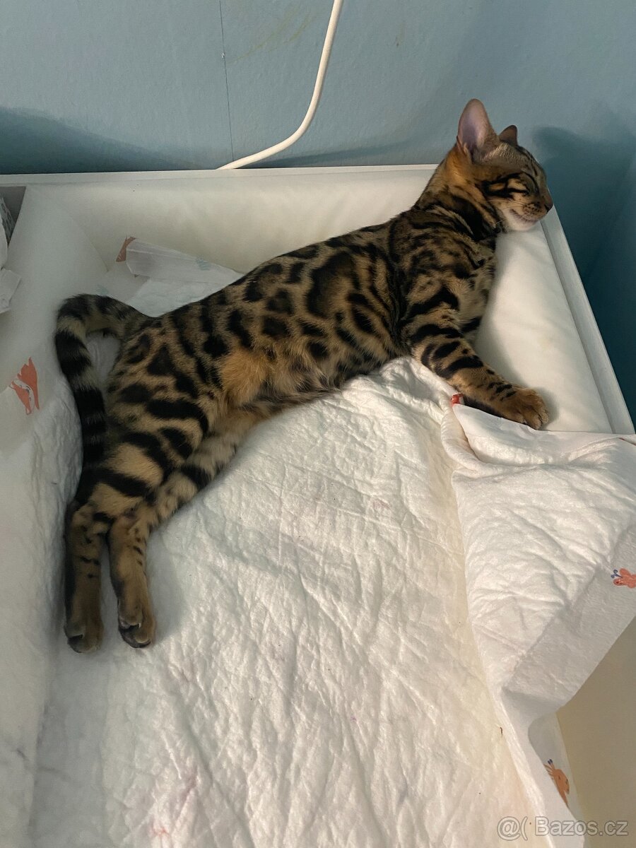 Bengálská kočka s PP na chov - 4
