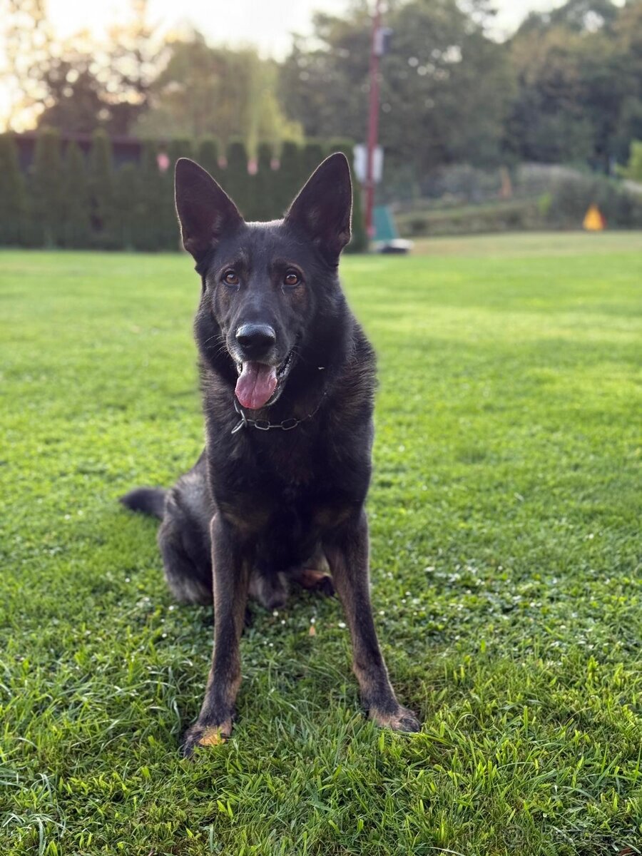 Prodám psa německého ovčáka - 4