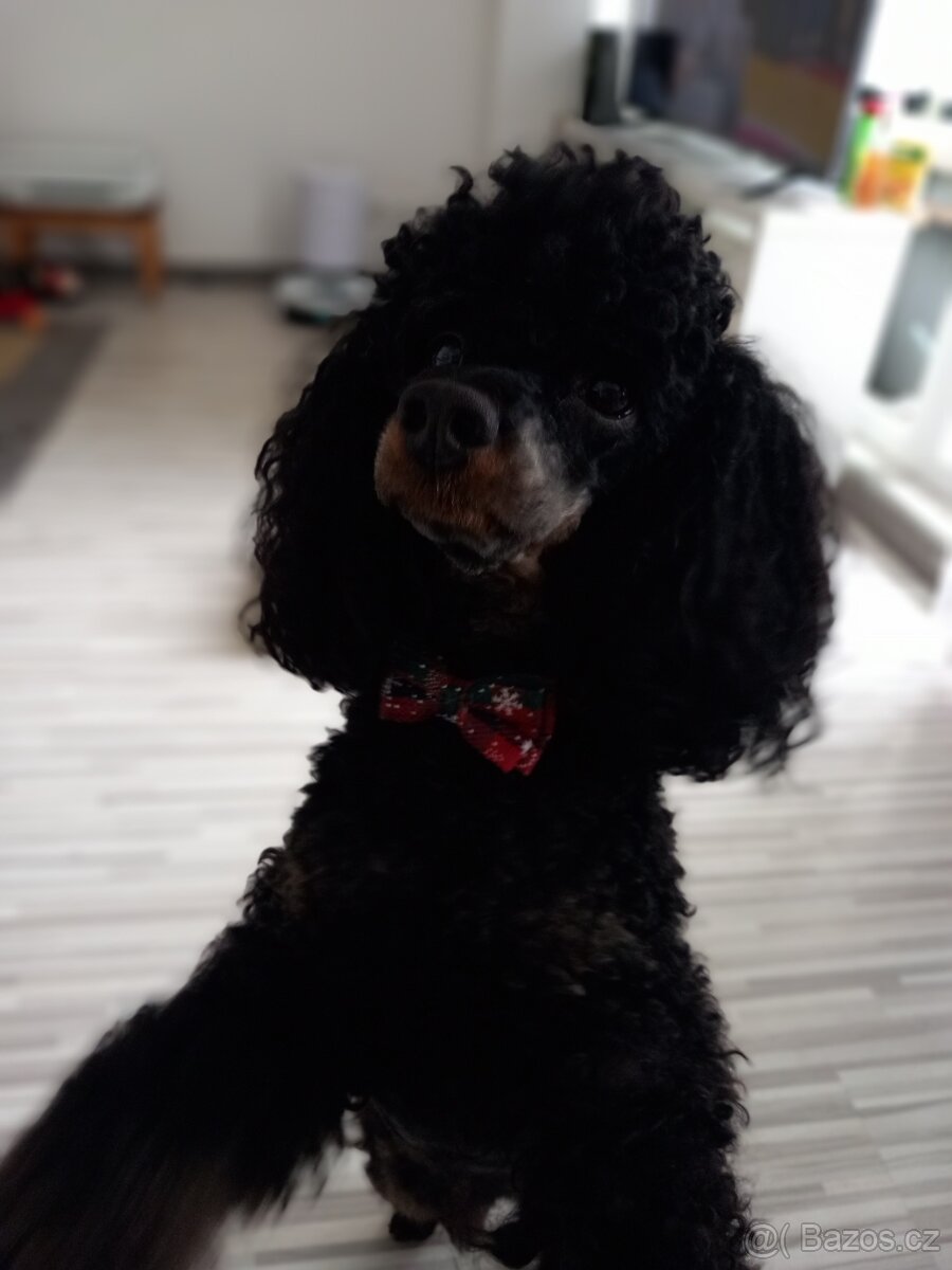 Krytí - nabidka- Pudl trpasličí - 4