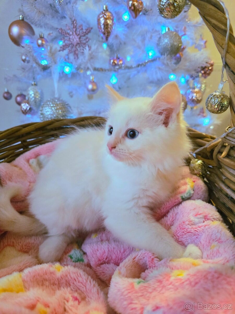 Prodám nádherná koťátka Ragdoll bez PP - 4