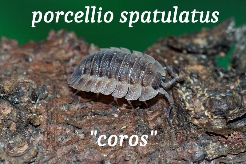 Isopod a chvostoskoci - 4