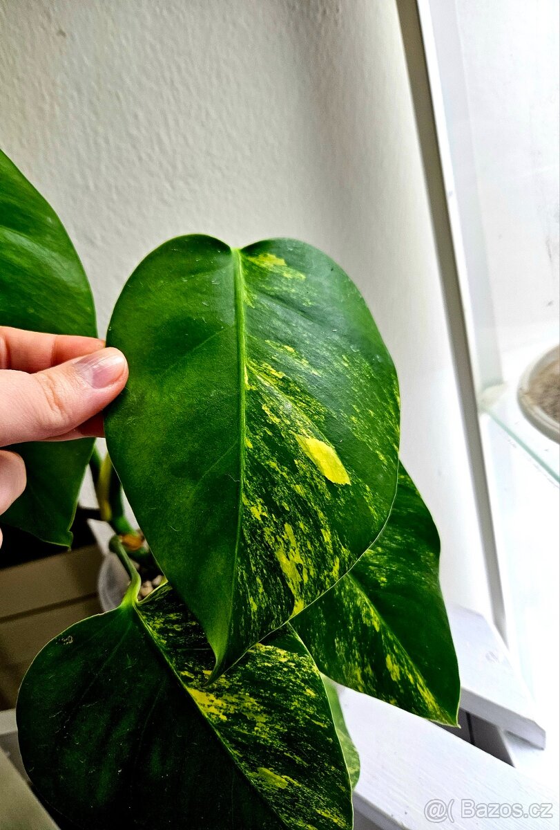 Monstera Deliciosa Aurea - 4