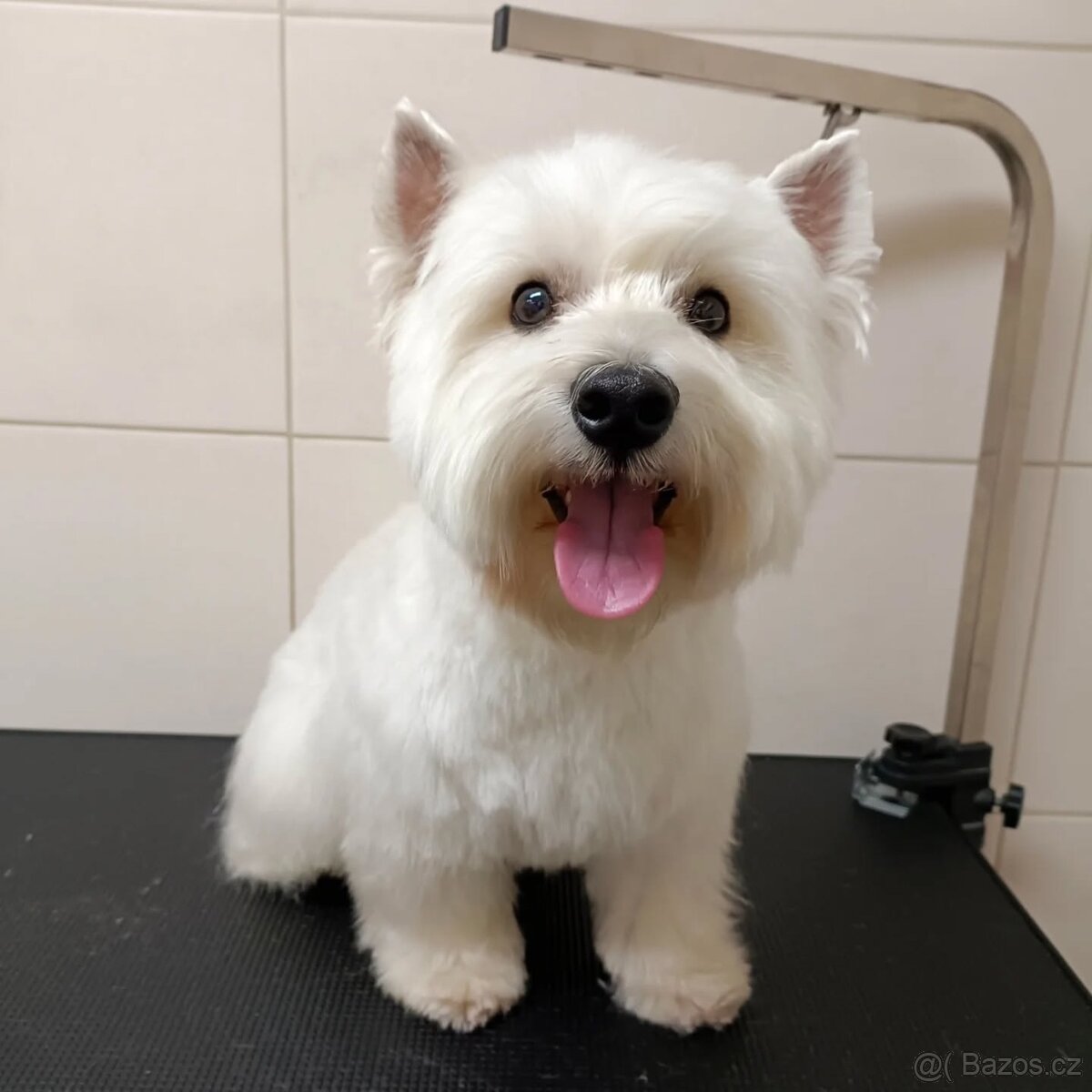 Posila do psího salonu a wellnessu v Ostravě - 4
