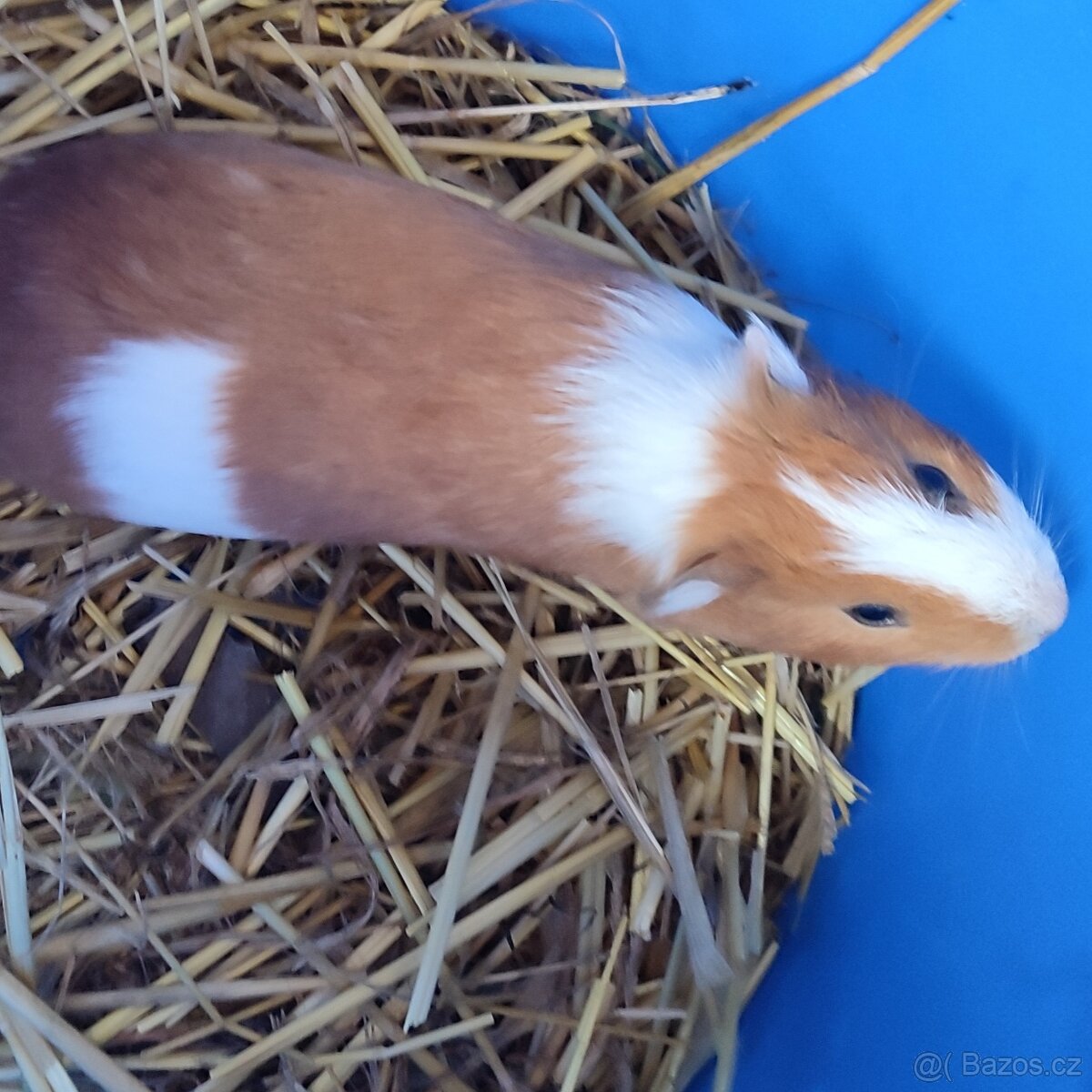 Malá morčátka - krátkosrstá - 4