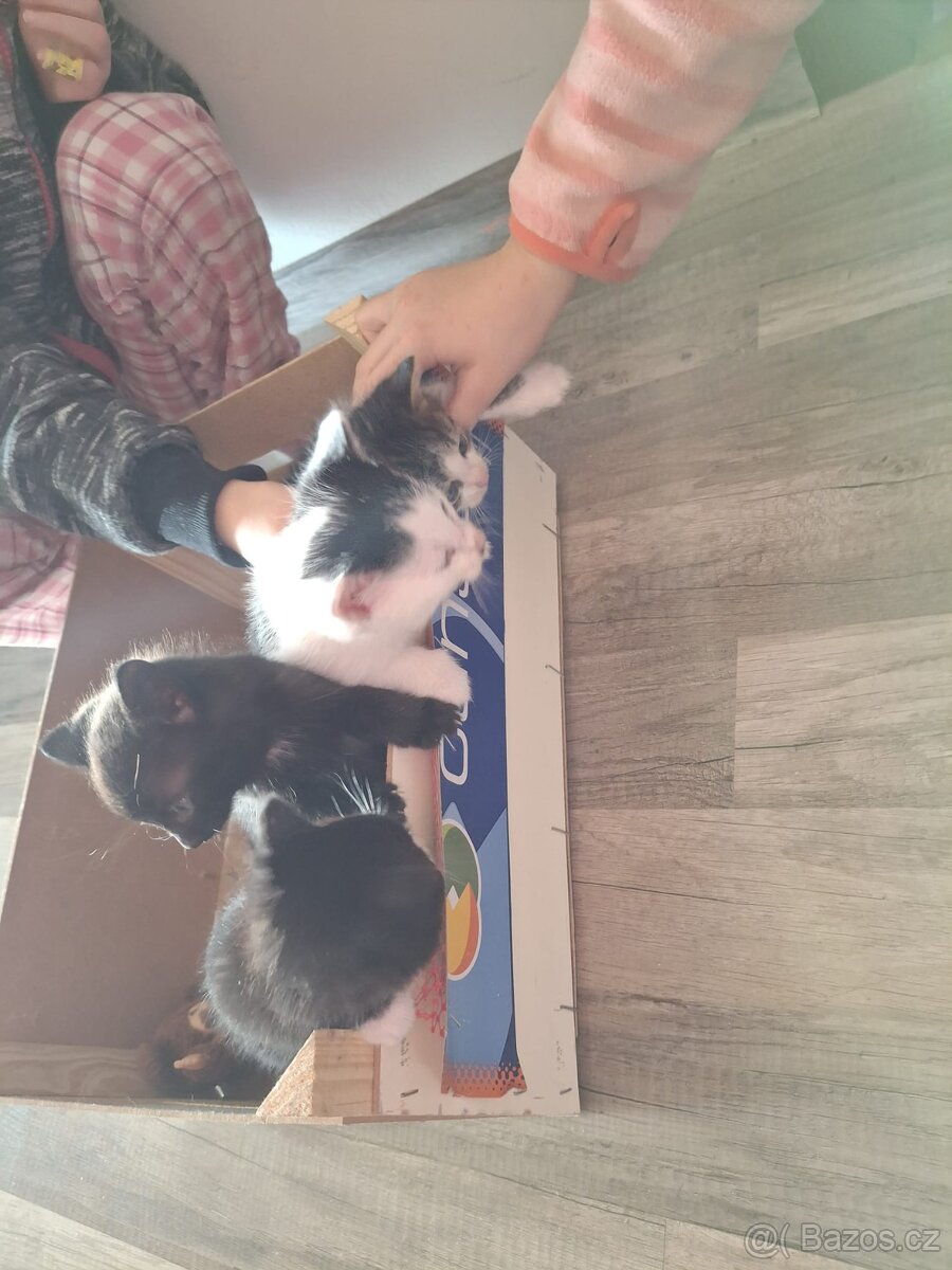 Koťata - 4