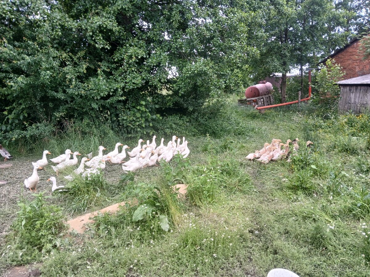 Kachna pekingská - 4