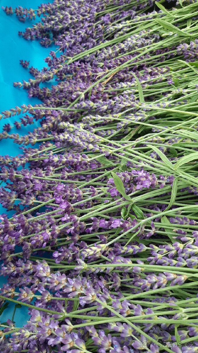 Sušená levandule - 4