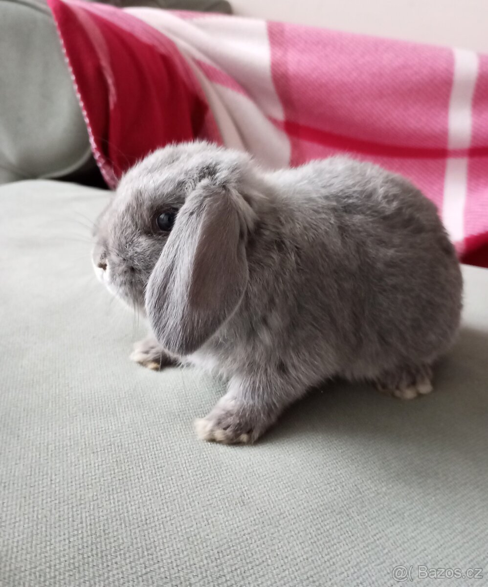 Zakrslý beránek králíček - 4