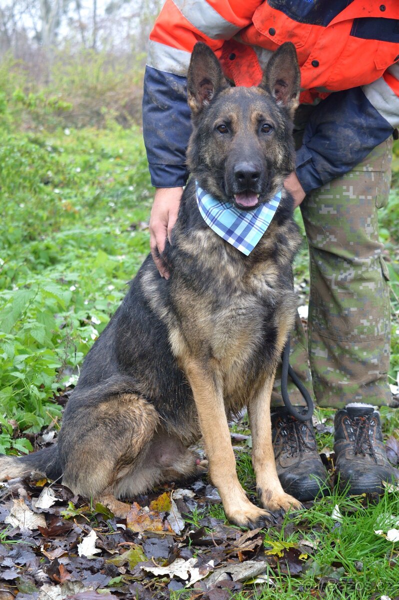 RENE K ADOPCI - 4 ROKY,KAMARÁDSKÝ,ZVĚDAVÝ,HRAVÝ - 4