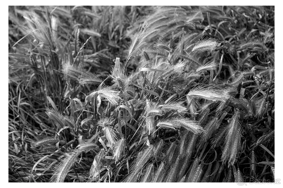 Yashica Microtec Zoom 70 - 4