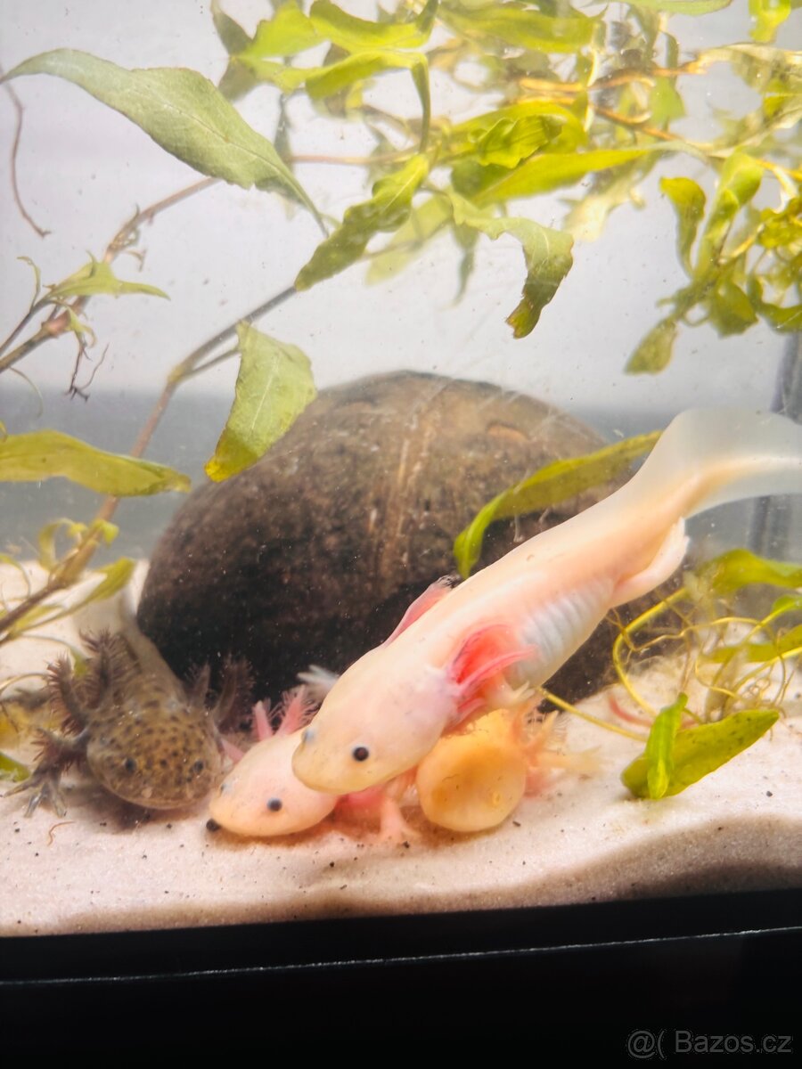 Axolotl + akvarium SPĚCHÁ - 4