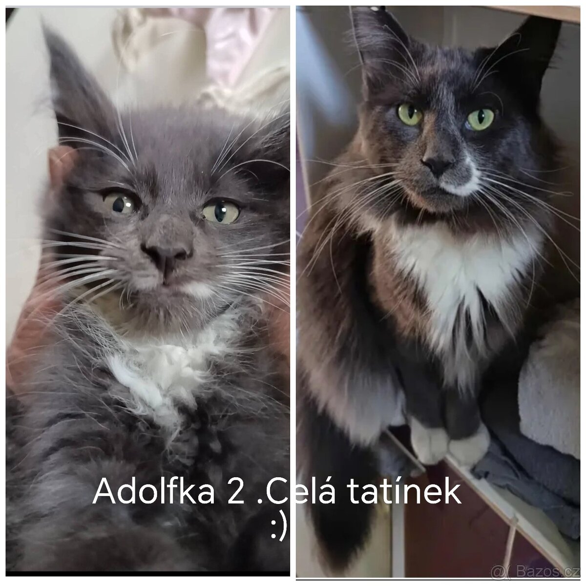 Koťata mainská mívalý - 4