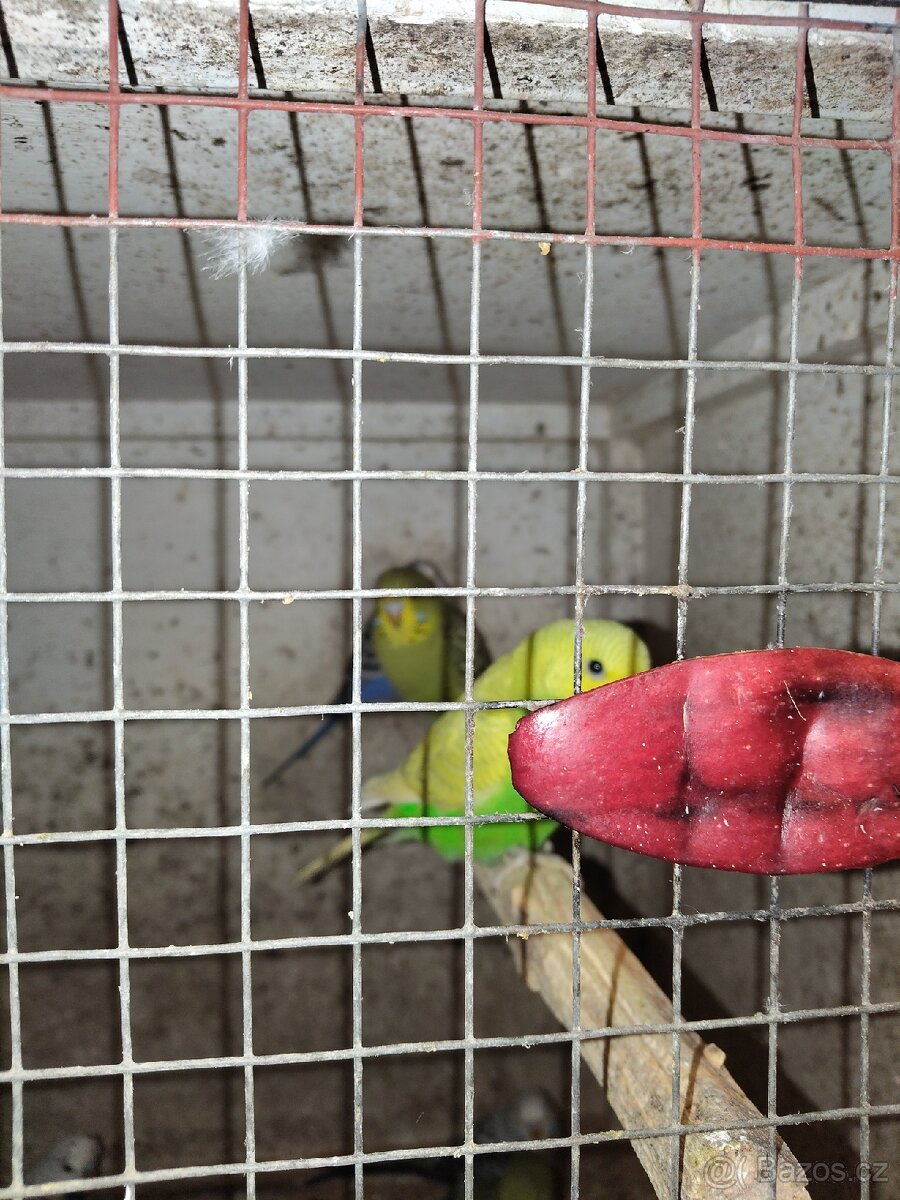 Andulky 739310328 - 4