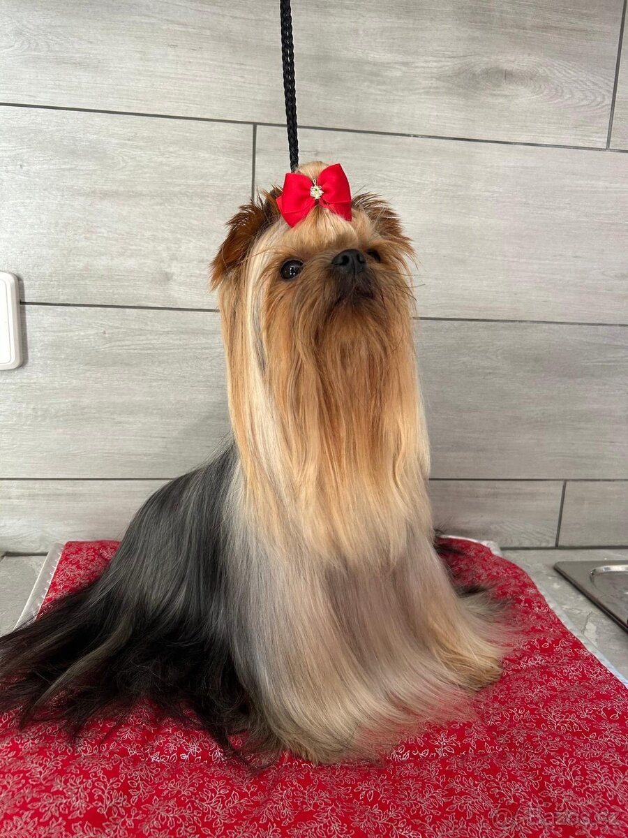 Jorkšírský teriér s PP FCI štěně kluci ihned k odběru - 4