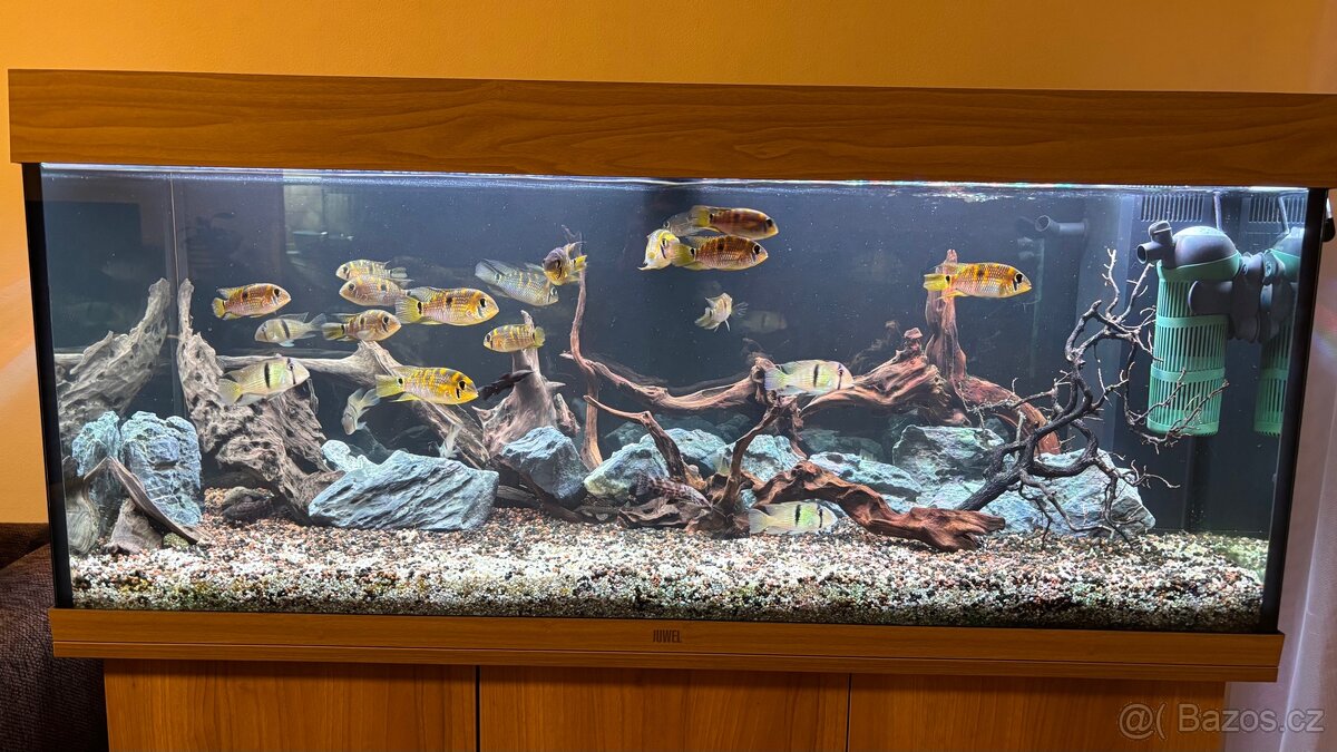 Akvarijní set Juwel Rio 240 dub světlý - 4