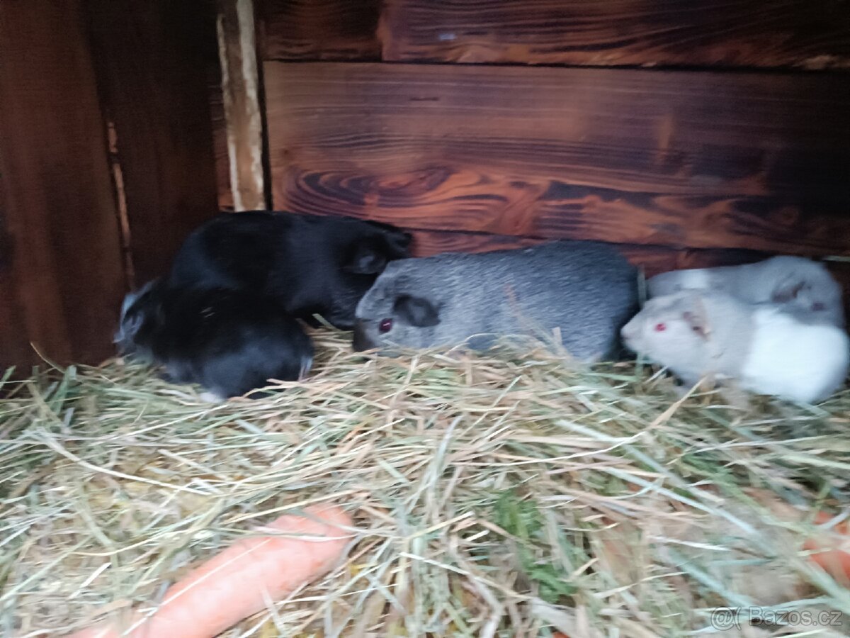 Cuy( obří) morče - 4