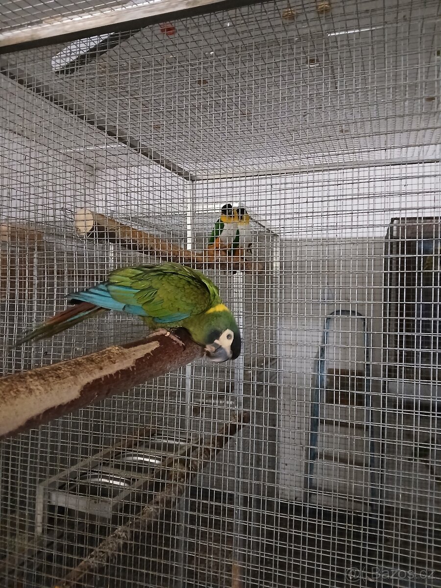 Ara zlutokrky - 4