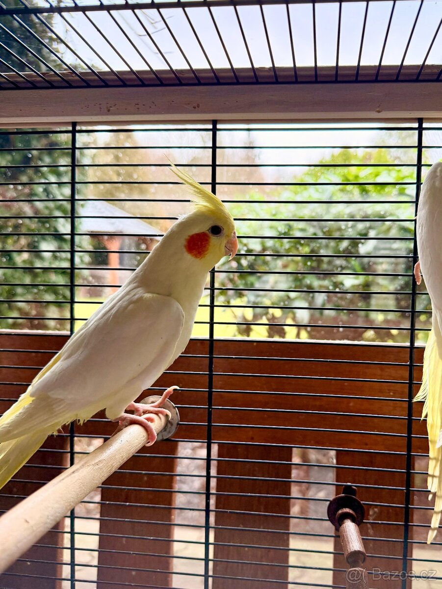 Korela chocholatá, lutino - 4