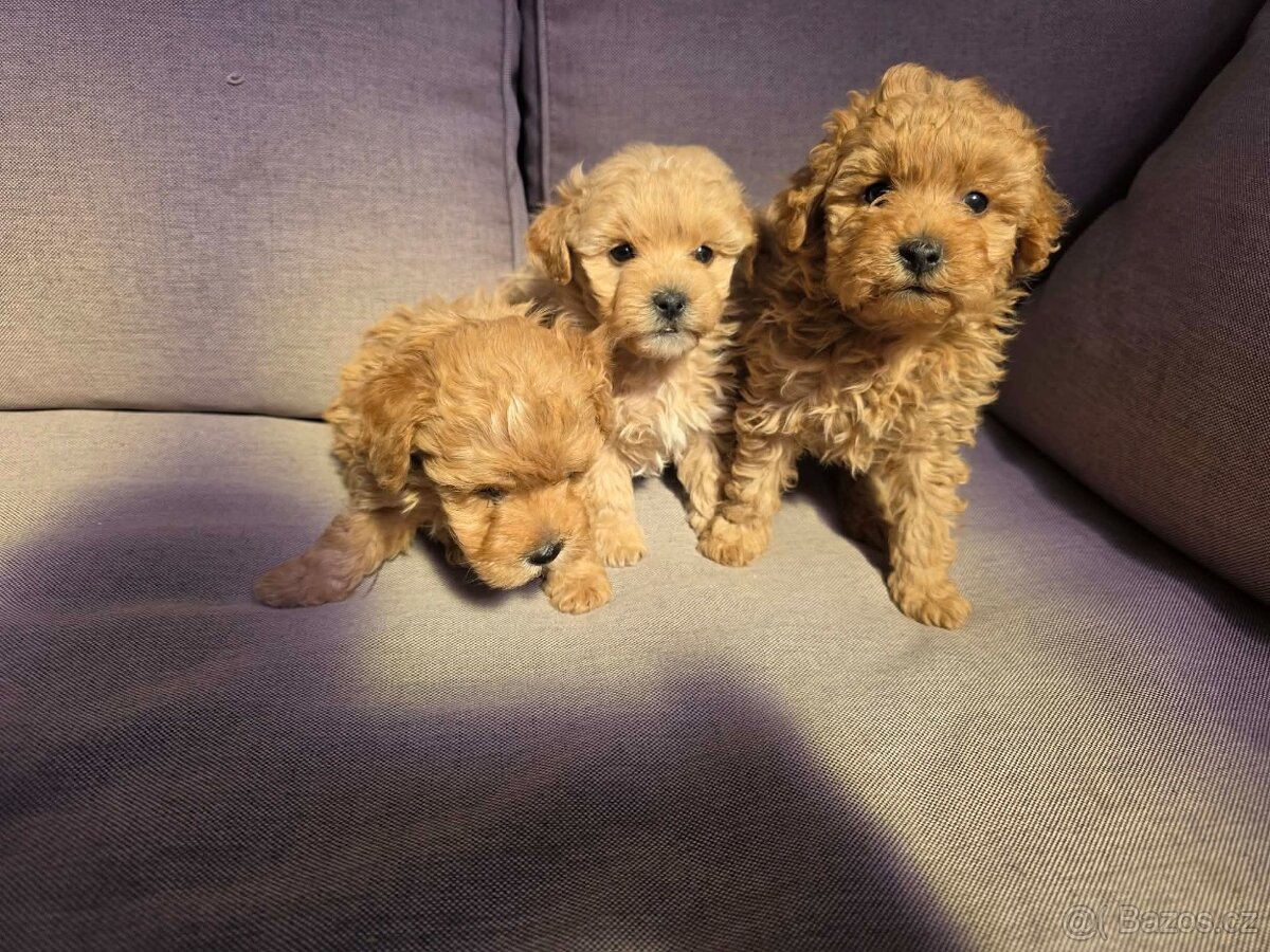 Maltipoo - 4