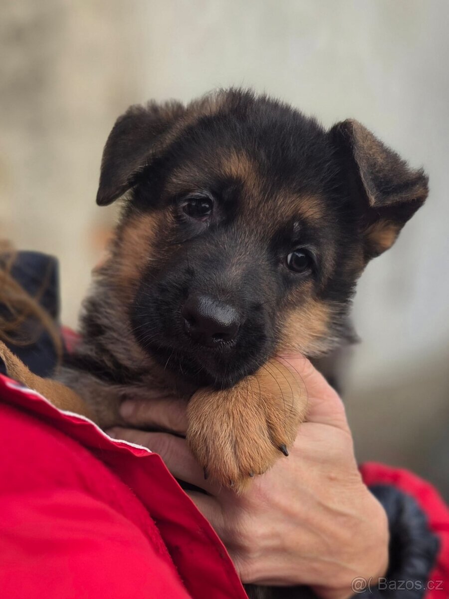 Německý ovčák - štěňata s PP - 4