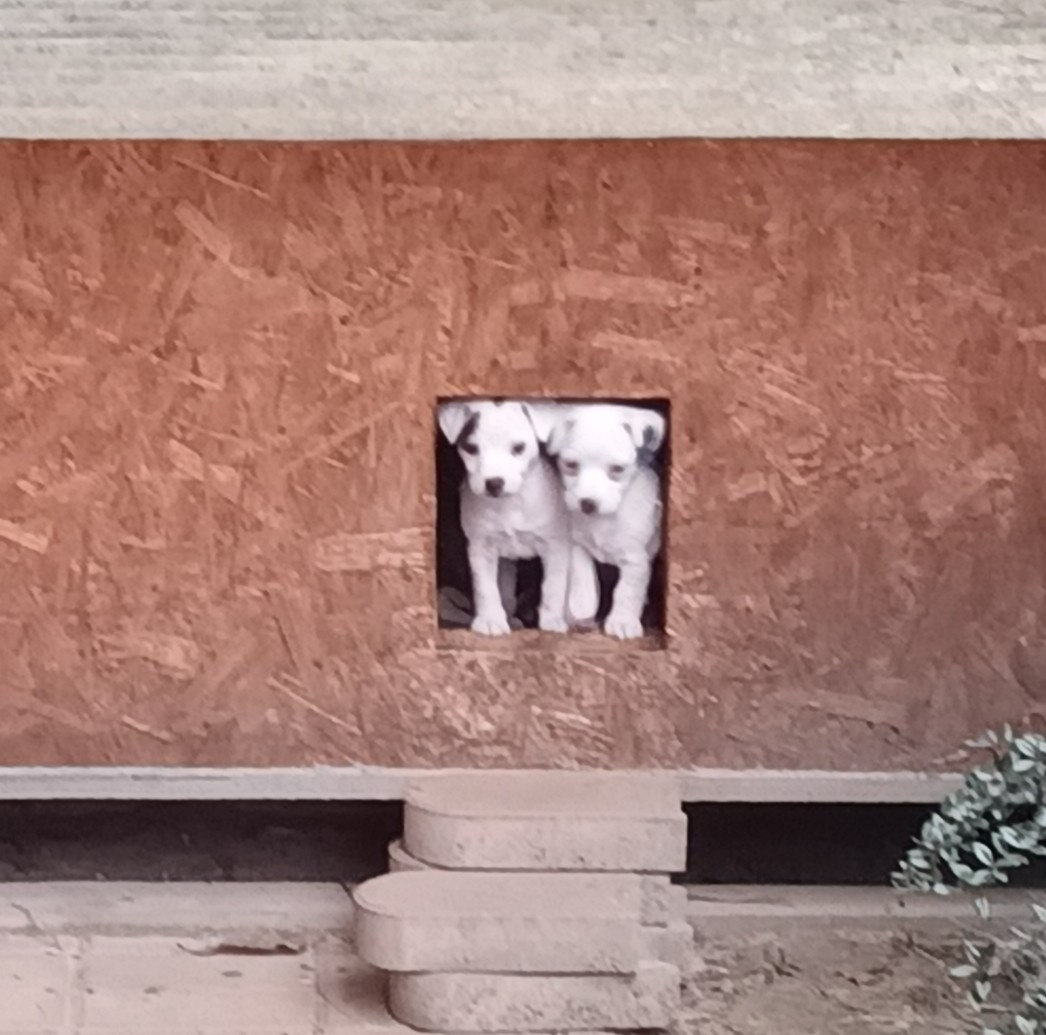 štěňata Jack Russell teriér - 4