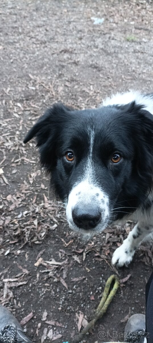 Krytí pes Border kolie - 4