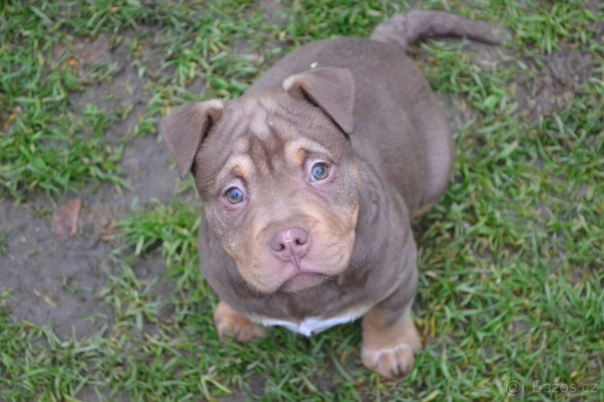 American bully pocket / sharpei - 4