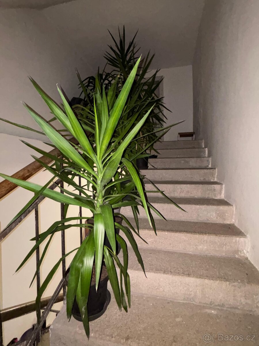 Yucca elephantipes (Juka) různé velikosti - 4