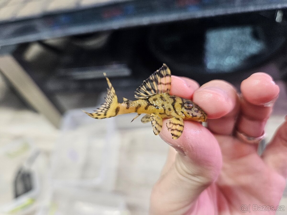 L 236 Super Yellow - odchov - 4