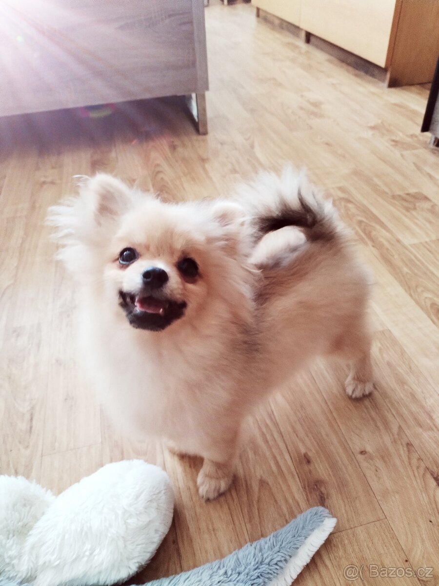 Nechám připustit pomeriana - 4