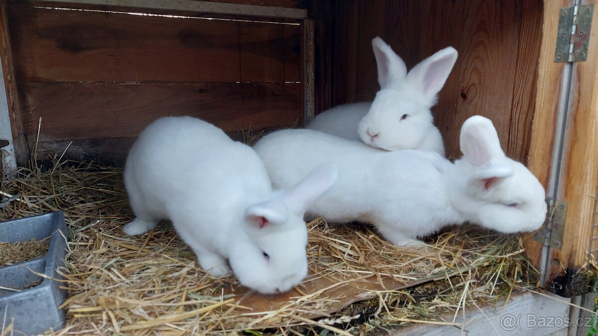 Vídeňský bílý - 4