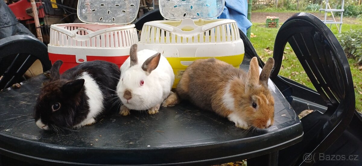 Zakrslý králíček - 4