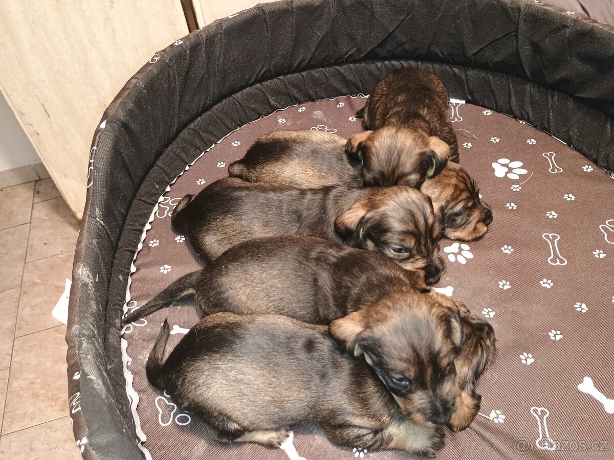 Nabídka štěňat - 4