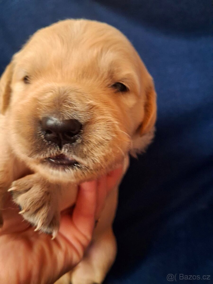 Zlaty retriver Golden retriver - 4