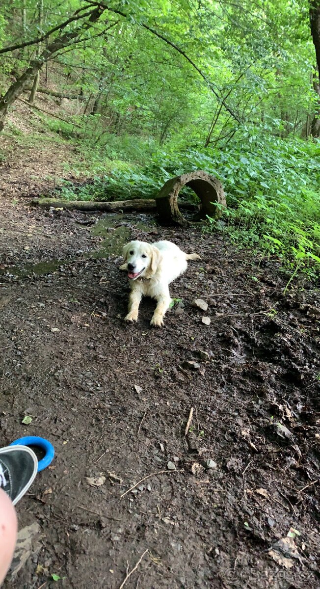 Zlatý retrívr ke krytí bez pp - 4