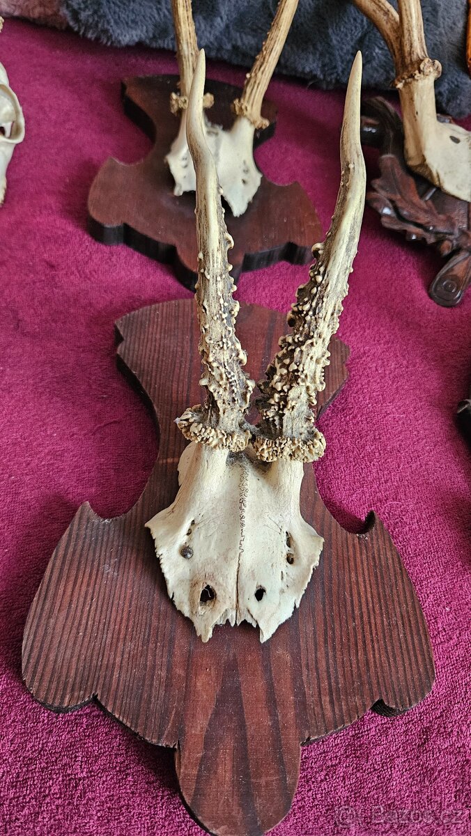 Srnčí paroží – celá sbírka 15 kusů (Brno) - 4