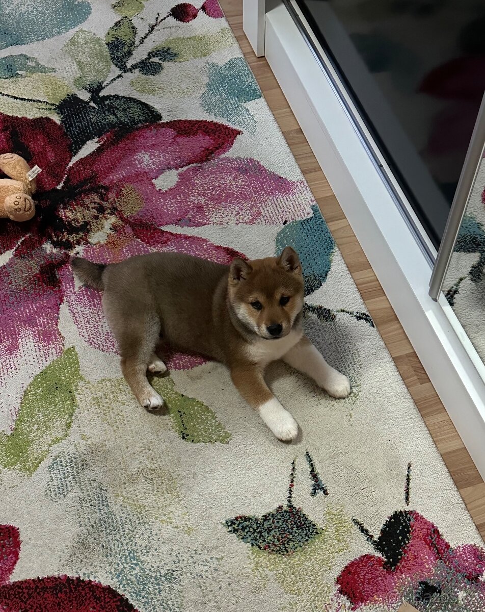 Štěňátko Shiba inu s PP - 4