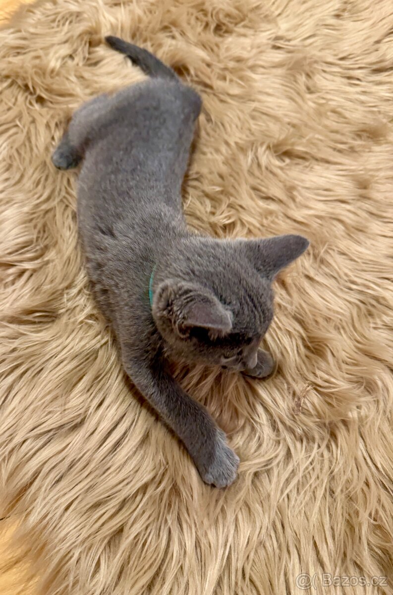 Ruská modrá, kocourek s PP - 4