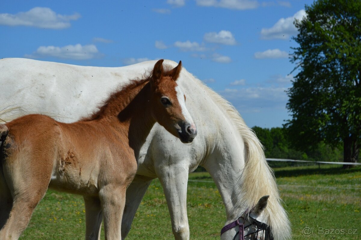 1,5 roční klisnička Wpbr - 4