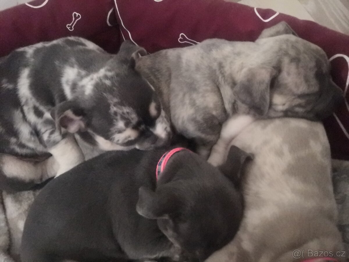 Nabízím štěňata - 4