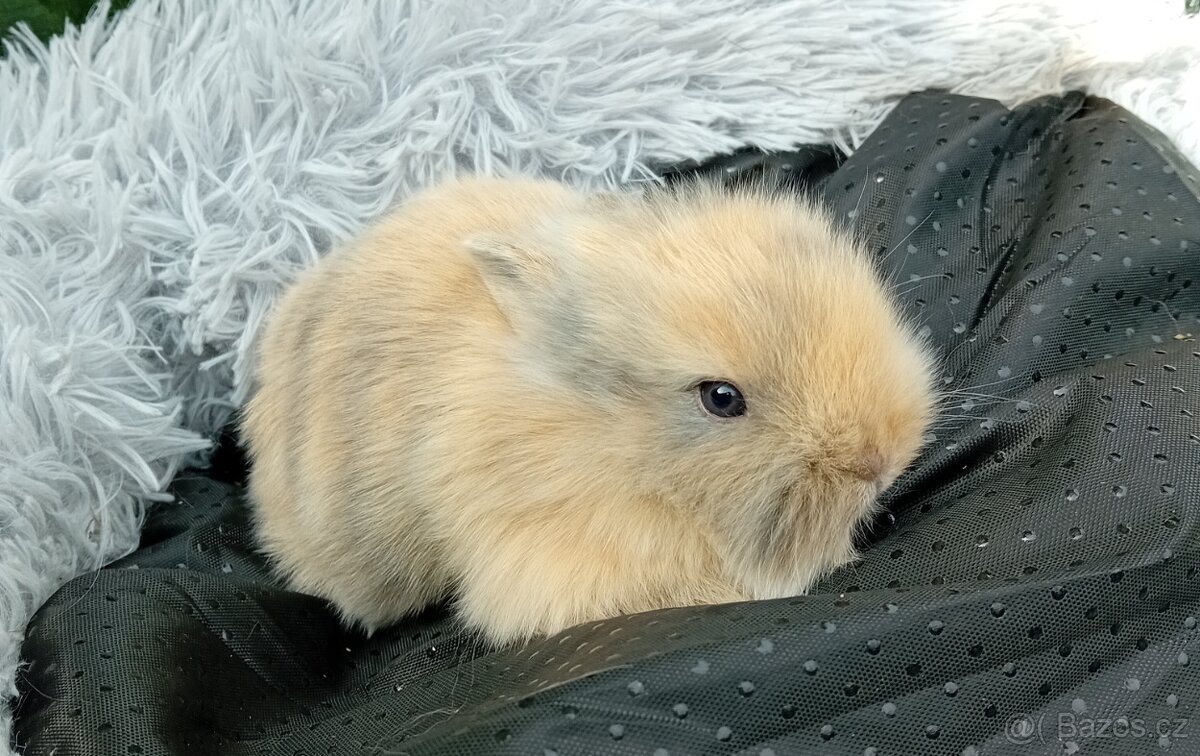 Zakrslý králíček E1 - 4