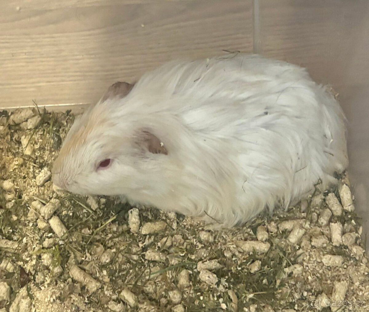 Morčata, Morče, Morča, Morčatka - 4