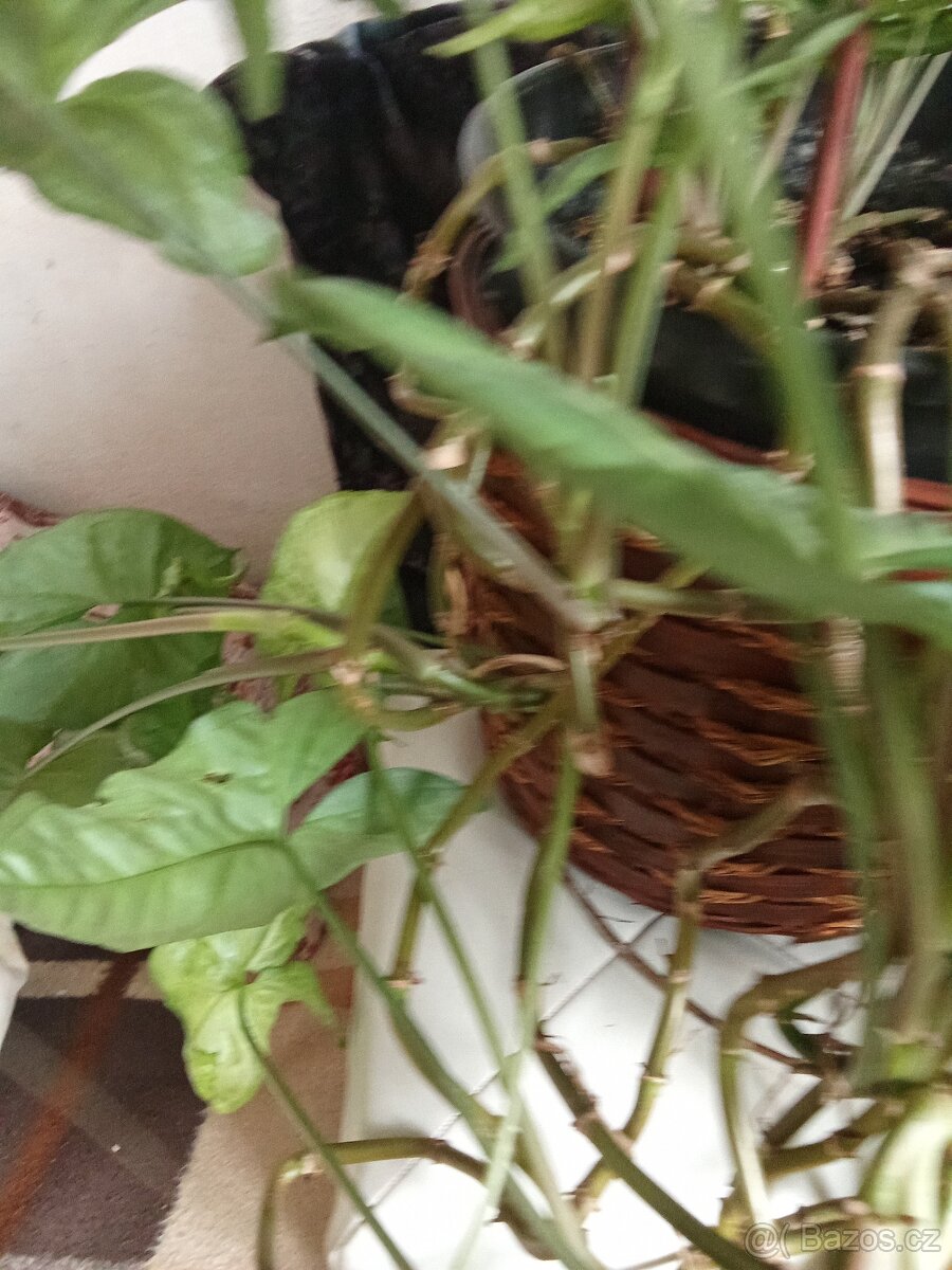 Prodám krásnou velkou kytku - 4