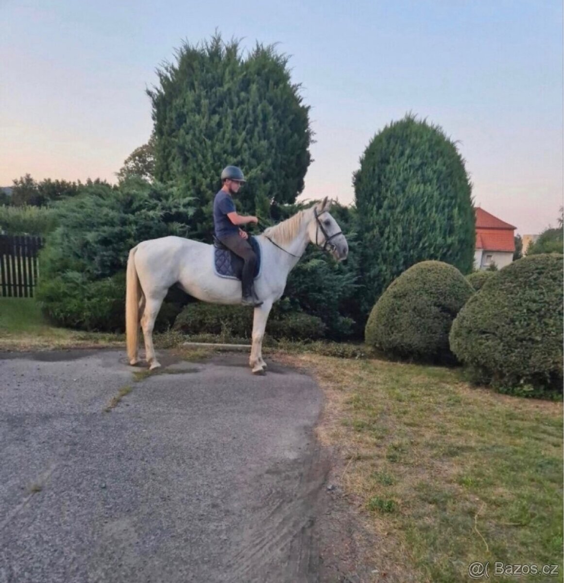 Kladrubská klisna - 4