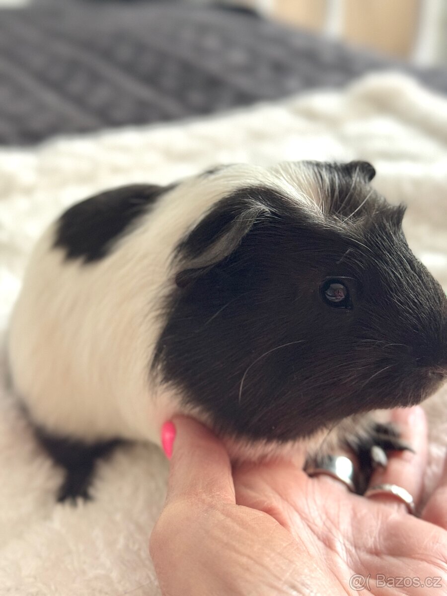 Prodám morčátko - 4