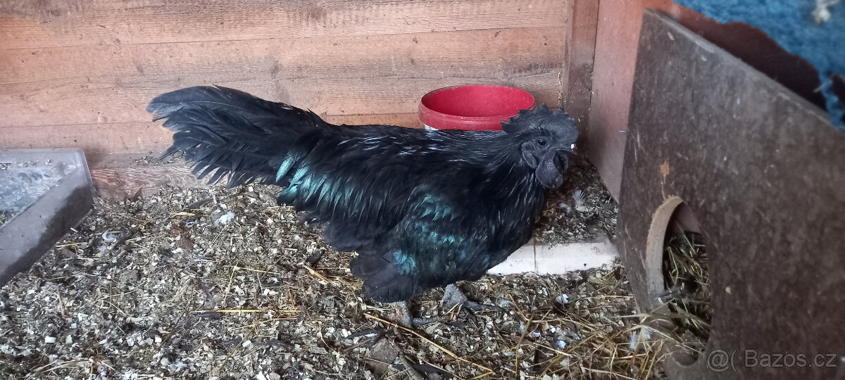 Ayam Cemani - kohout - 4