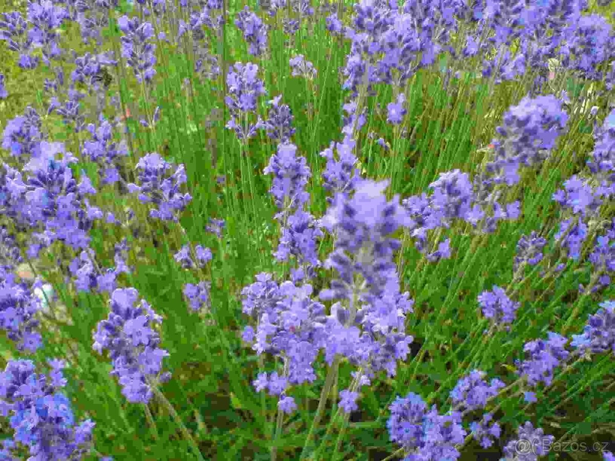 Levandule lékařská - 4