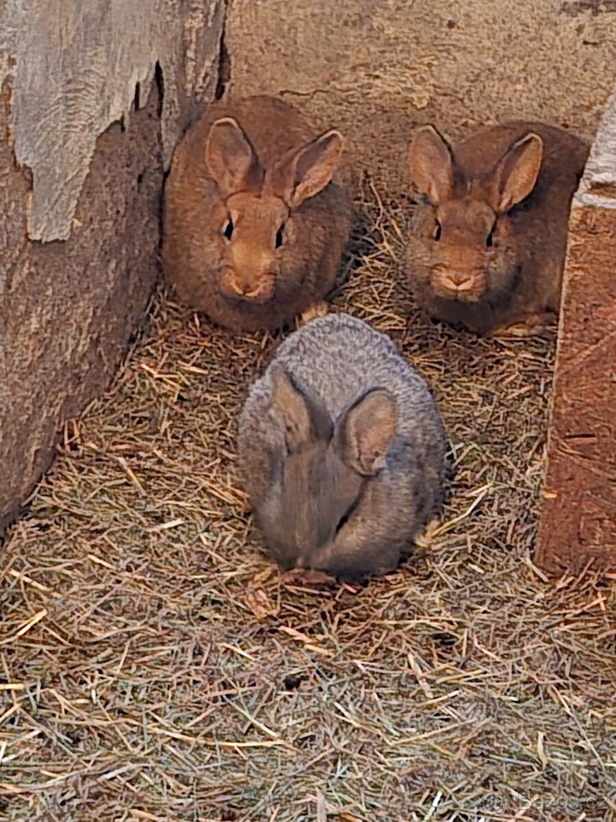 Prodám králíky - 4