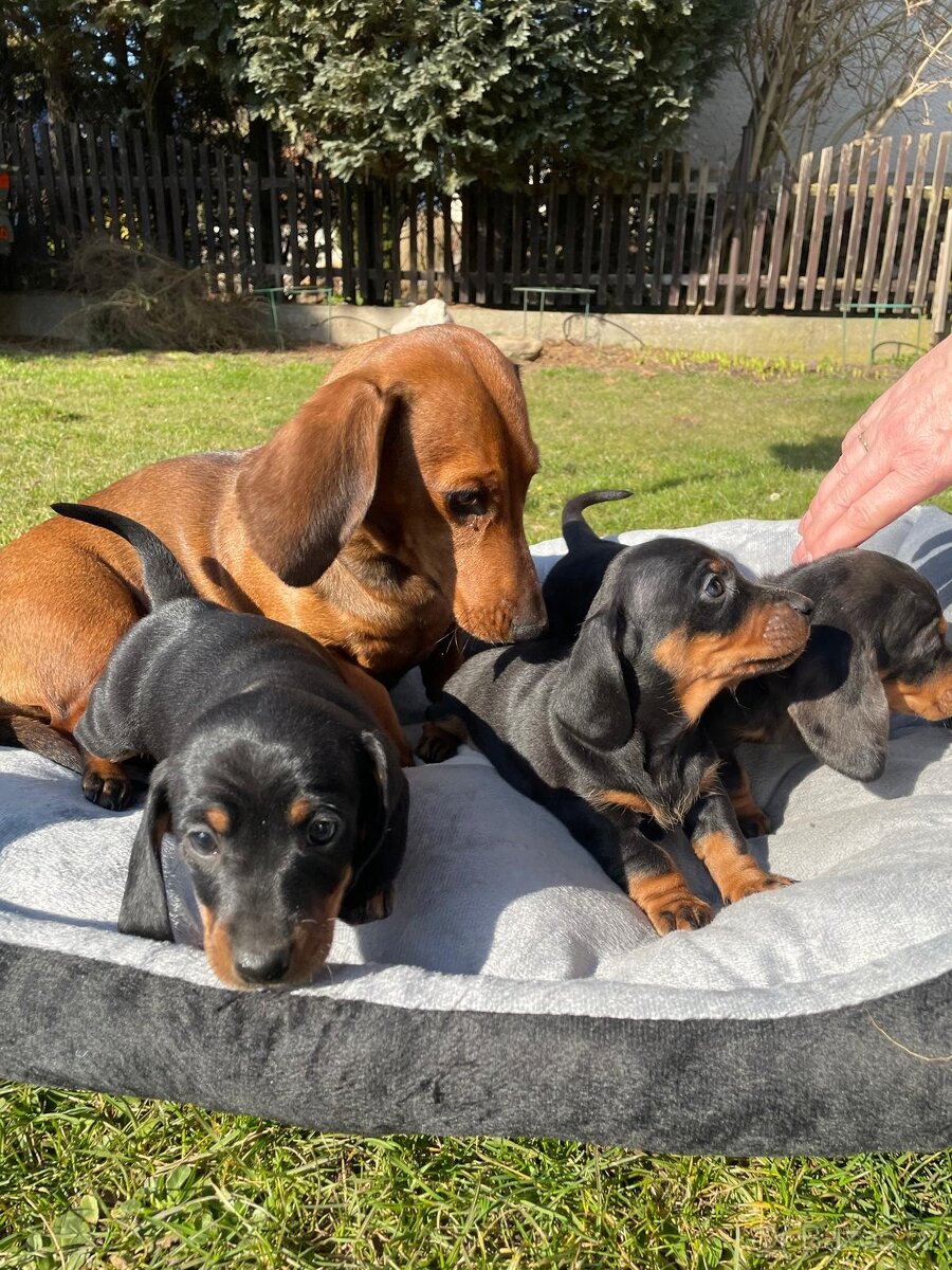 Krátkosrstý jezevčik - 4